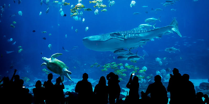 Museums and Aquariums