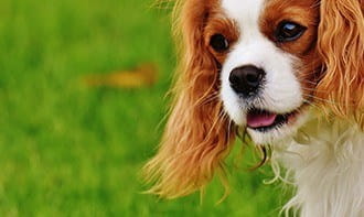 The English Cocker Spaniel Loves Exercising 