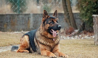 German Shepperd Is Your Ideal Safeguard