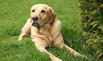 The Labrador Retriever Is Excellent Service Dog