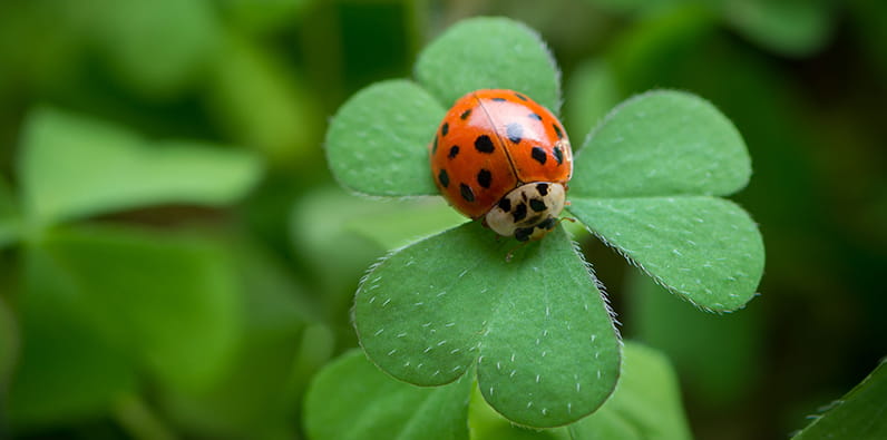 Good Luck Animals Around the World – Find Your Lucky Symbol Good Luck Animals Around the World – Find Your Lucky Symbol