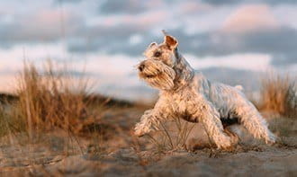 The Miniature Schnauzers Love People