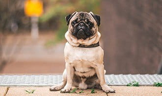 Pug Is a Lover of Relaxed Days at Home