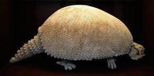 An extinct animal called Glyptodon from the Argentine State in South America