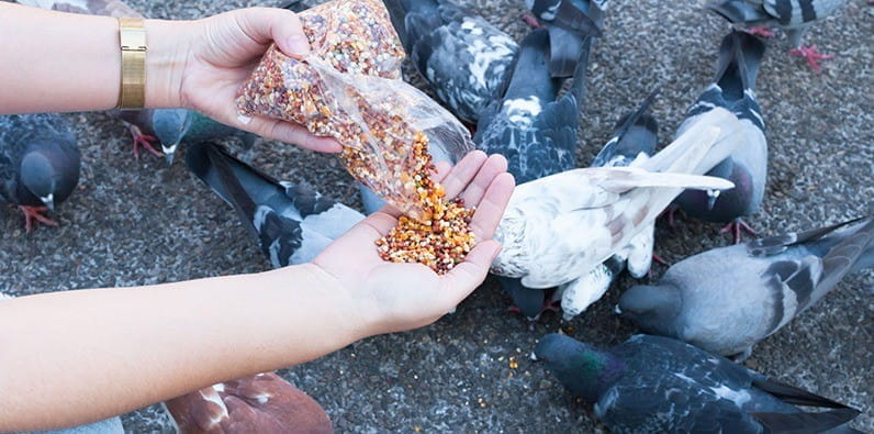 Feeding Pigeons Is Prohibited by the Las Vegas Law