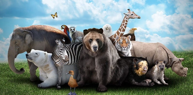 Top 10 Animal Themed Slots