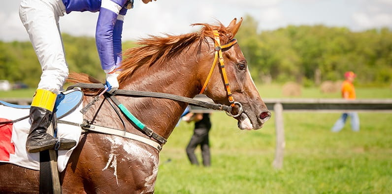 Affirmed – Beauty and Courage on the Racetrack