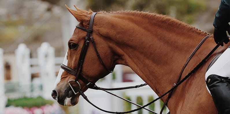 Bramham Horse Trials and a Beautiful Brown Horse