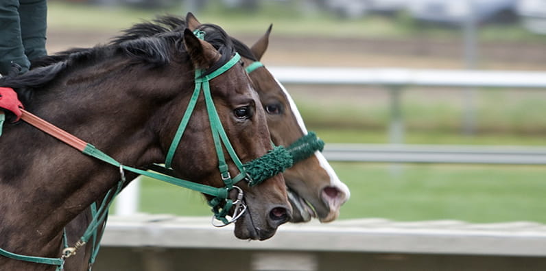 Two Horses Competing and Wetherby Racecourse