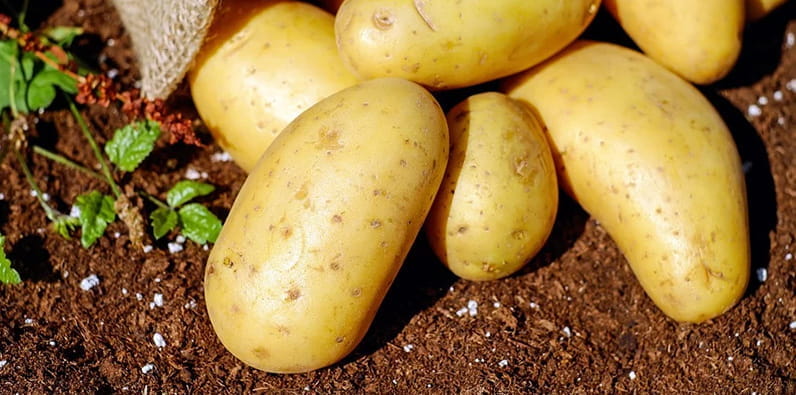Weird UK Law About Polish Potatoes
