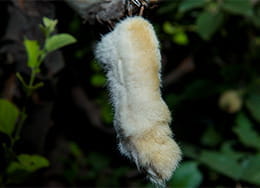 Hoodoo Magic Rabbit's Foot Luck Charm