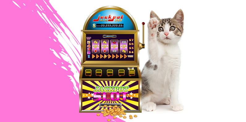 Cats and Lottery