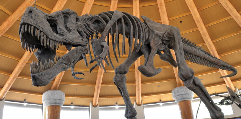 Huge Dinosaur Skeleton Displayed in Museum