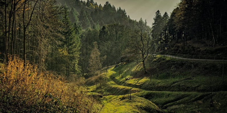 The Black Forest Near Baden Baden Germany