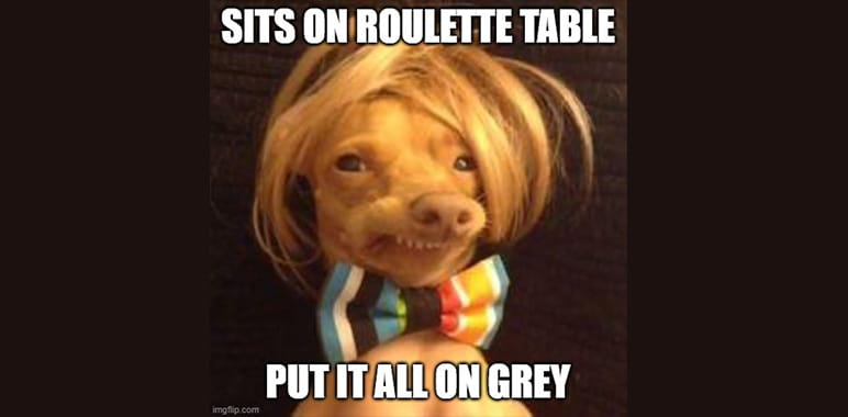 Dog Plays Roulette