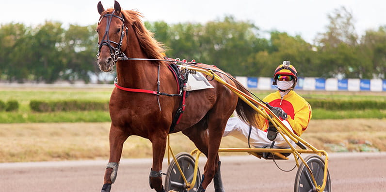 Harness Racing Competitor Ready for the Start