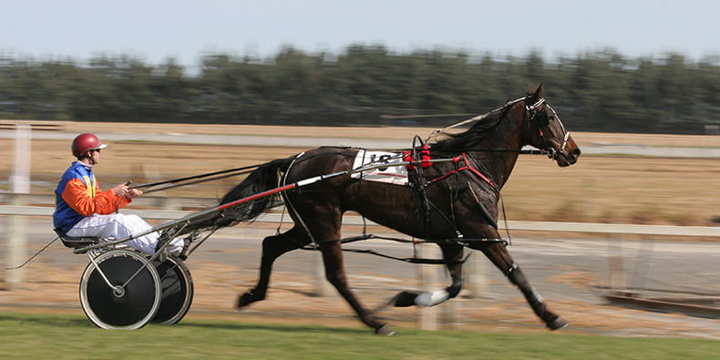 Harness Horse Racing di Selandia Baru