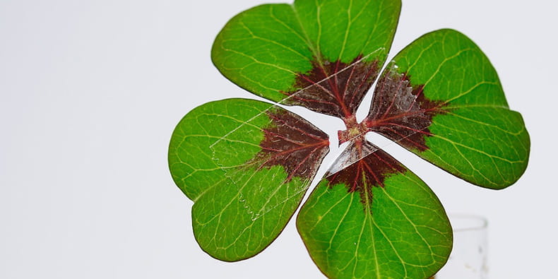 Four Leaf Clover in a Glass 